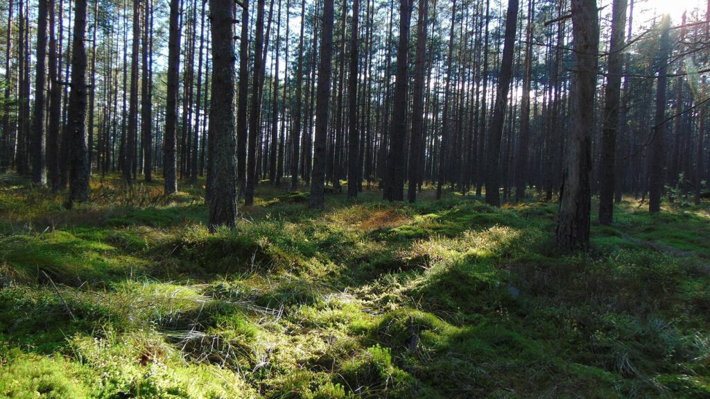 Bór na Czerwonem – sosna drzewokosa na torfowisku