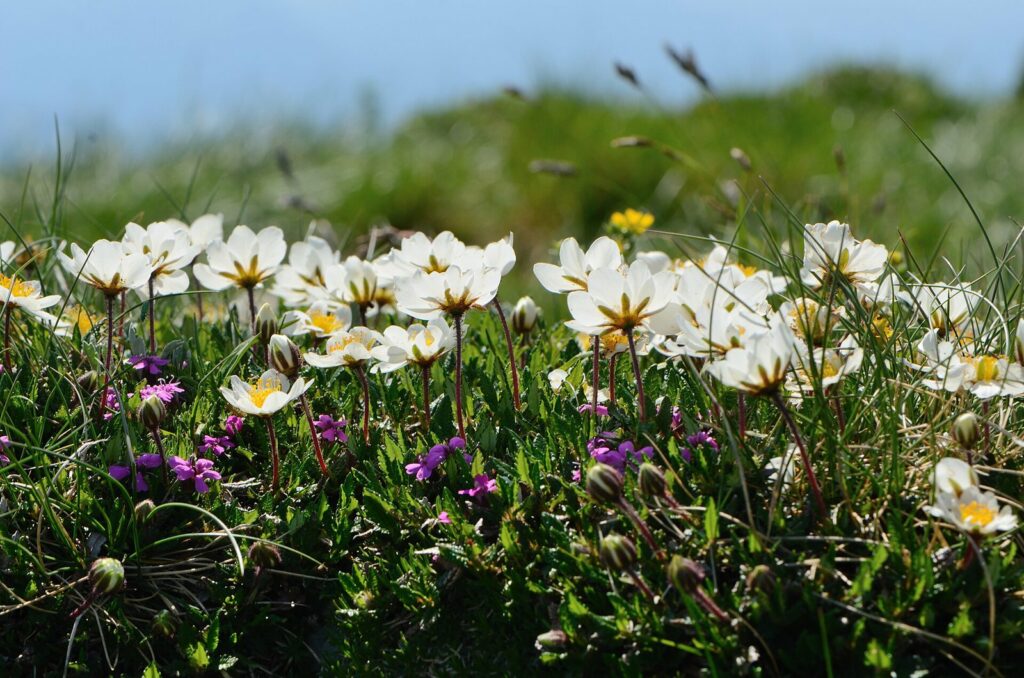 Dębik ośmiopłatkowy (Dryas octopetala)