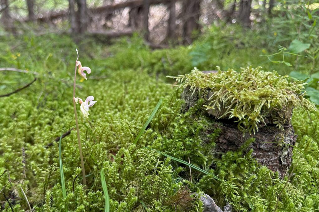 Storzan bezlistny (Epipogium aphyllum)