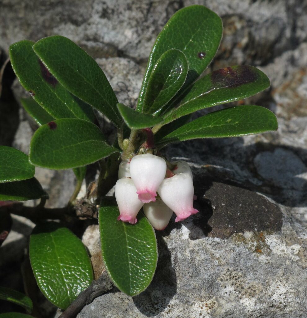 Mącznica lekarska (Arctostaphylos uva-ursi)