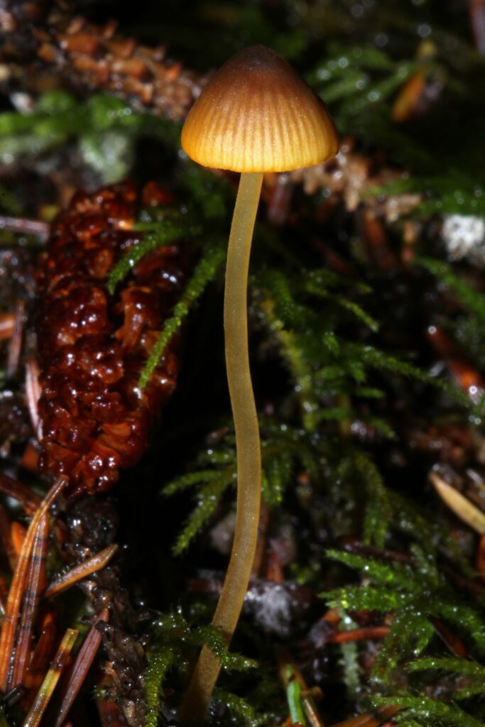 Grzybówka pomarańczowoblaszkowa (Mycena aurantiomarginata)