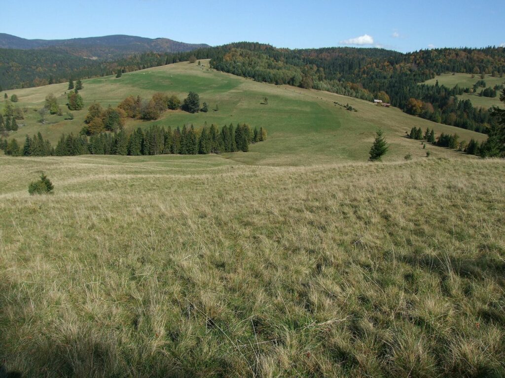Przełęcz Rozdziela – granica Pienin i Beskidu Sądeckiego
