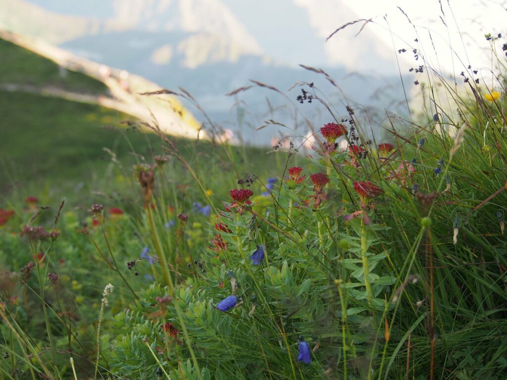 Różeniec górski (Rhodiola rosea) w Tatrach