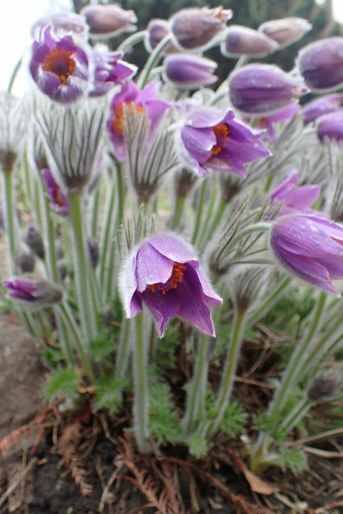 Sasanka słowacka (okaz w ogrodzie botanicznym)