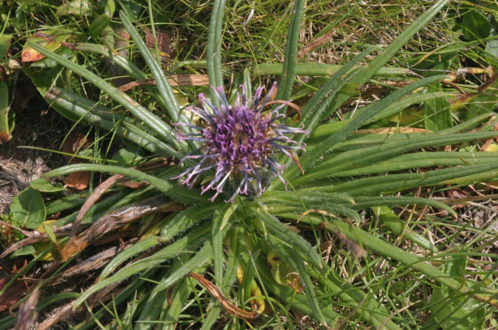 Saussurea wielkogłowa