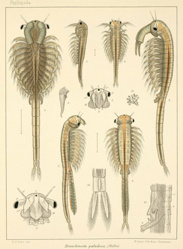 Skrzelopływka bagienna – rycina G.O. Sarsa