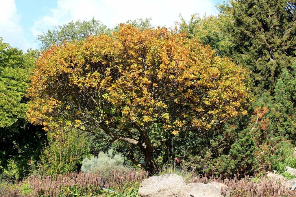 Jarząb nieszpułkowy (Sorbus chamaemespilus)