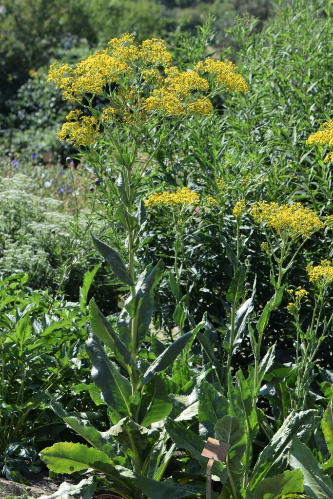 Starzec cienisty (okaz w ogrodzie botanicznym)