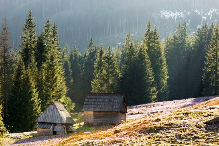 Krokusy w Dolinie Chochołowskiej wiosną
