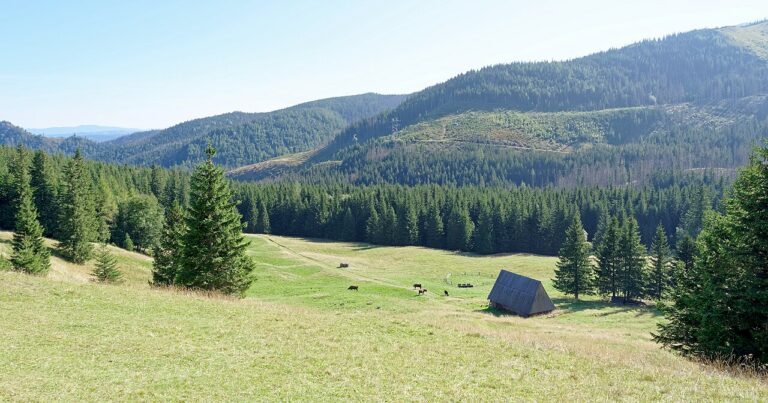 Polana Kalatówki nad Kuźnicami